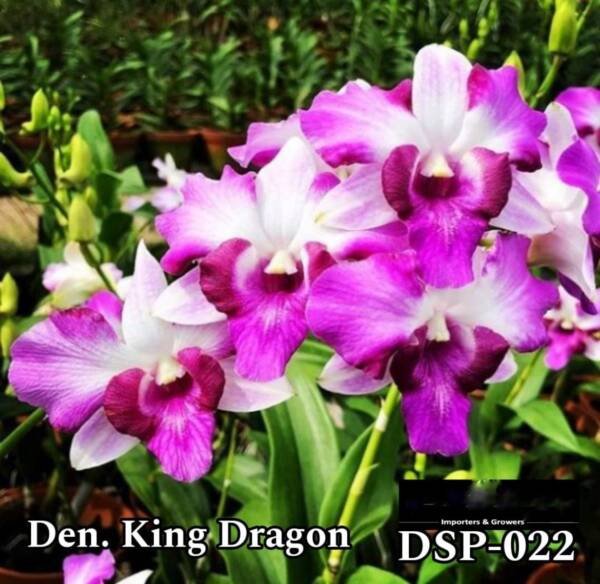 Dendrobium Miniature Orchid (DSP-022)