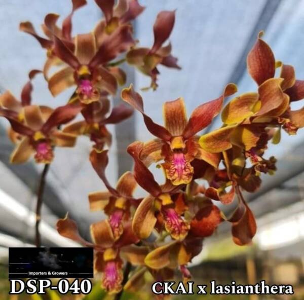 Dendrobium Miniature Orchid (DSP-040)