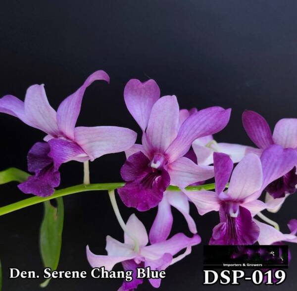 Dendrobium Miniature Orchid (DSP-019)