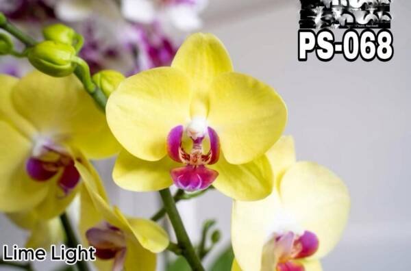 Phalaenopsis Orchid (PS-068)