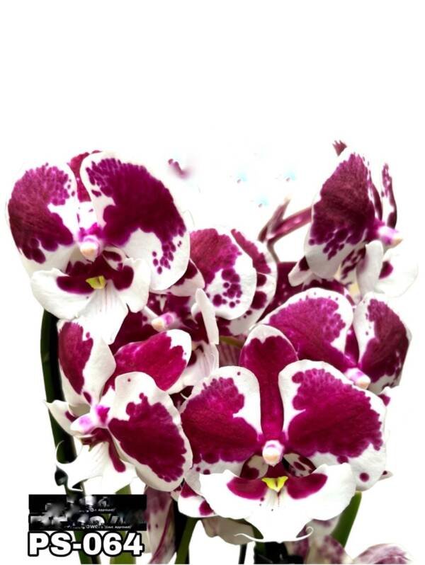 Phalaenopsis Orchid  (PS-064)