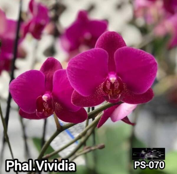 Phalaenopsis Orchid (PS-070)