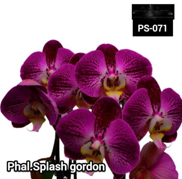 Phalaenopsis Orchid (PS-071)