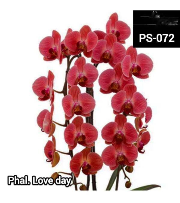 Phalaenopsis Orchid (PS-072)