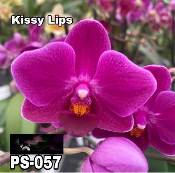 Phalanopsis Orchid (PS-057)