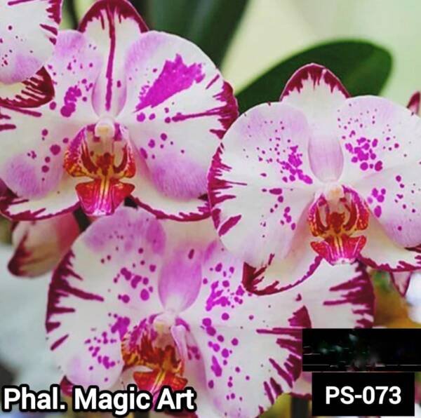 Phalaenopsis Orchid (PS-073)