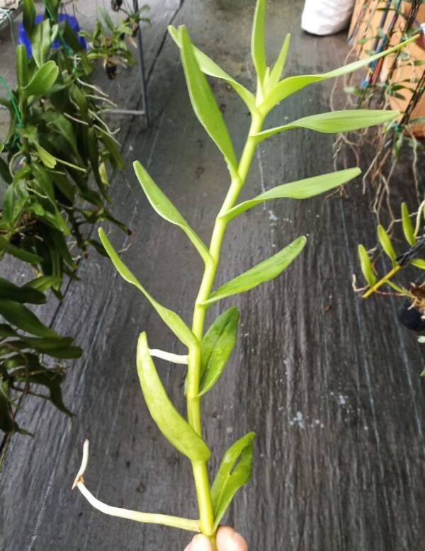 Spider Orchid - Image 2