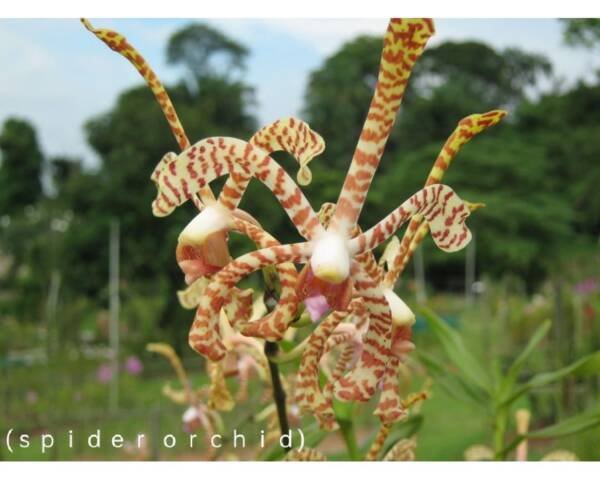 Spider Orchid