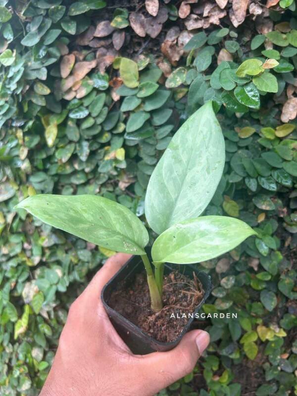 Aglonema jual Silver Curly - Image 2