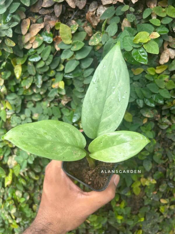 Aglonema jual Silver Curly - Image 3
