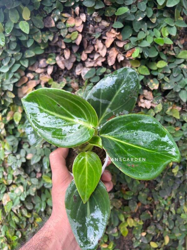 Peperomia Vanilla - Image 3