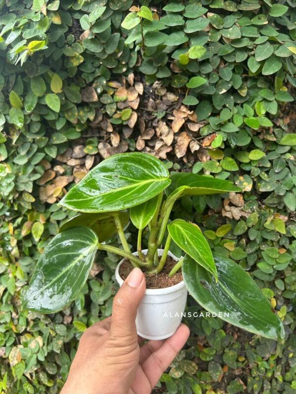 Peperomia Vanilla - Image 2