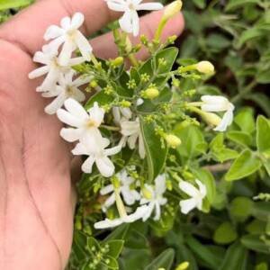 Coimbatore Jasmine