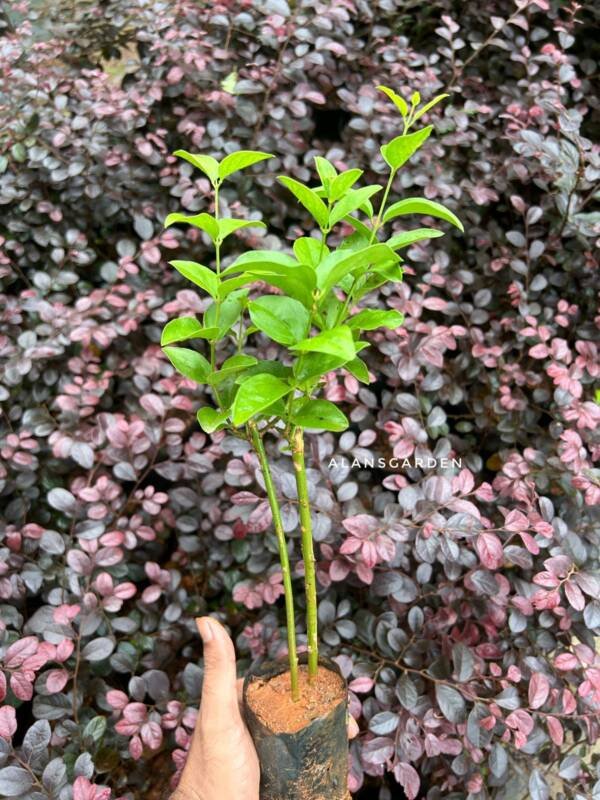 Coimbatore Jasmine - Image 3