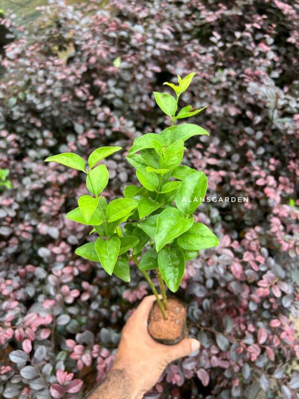 Coimbatore Jasmine - Image 2