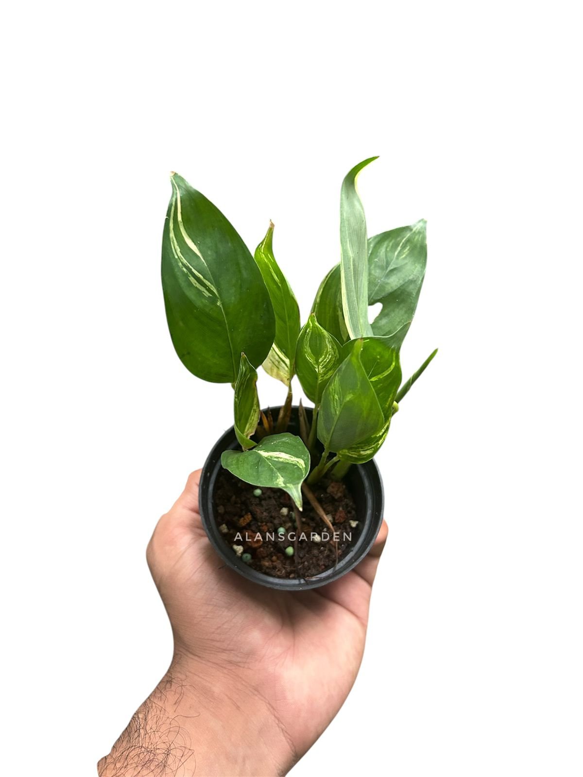 Calathea Charlie - Image 2