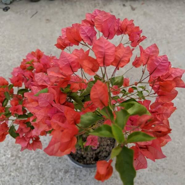Jakirana Red Bougainvillea