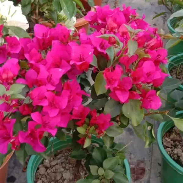 Thai Rani Bougainvillea