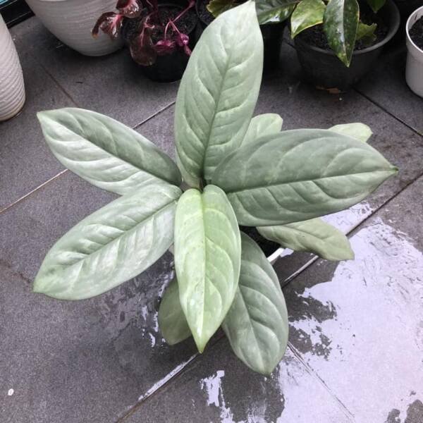 Aglonema jual Silver Curly