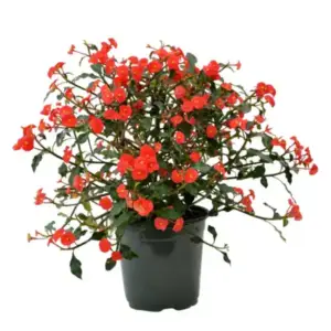 Euphorbia Thornless