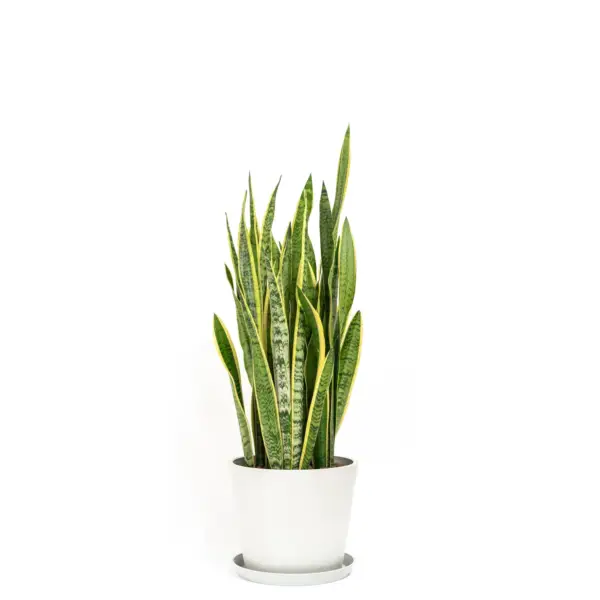 Sansilveria Yellow Long Leaf