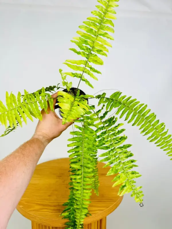 Tiger Boston varigated Fern