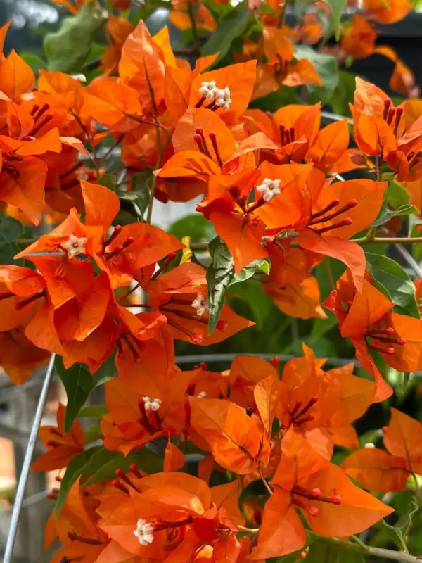 Tanglong Orange Bougainvillea