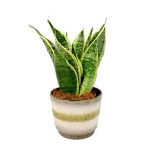 Sansilveria Superba