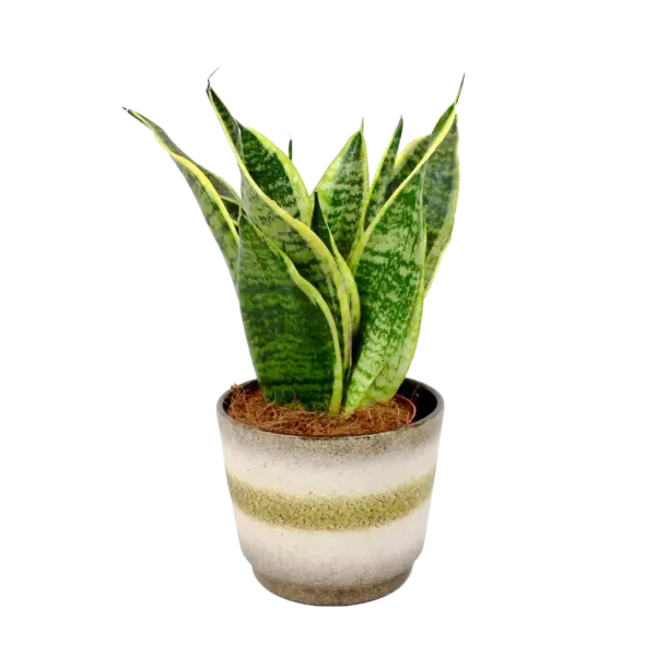 Sansilveria Superba