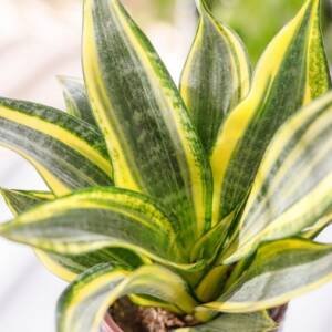 Sansilveria Hicolor
