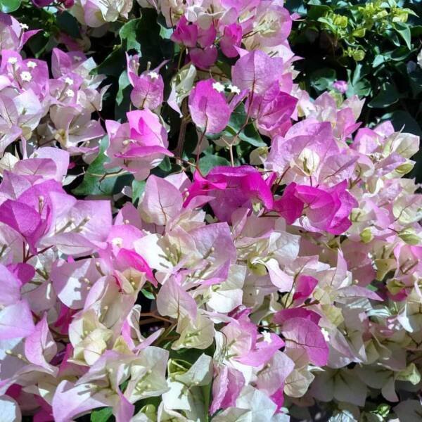 Silver Delight Bougainvillea