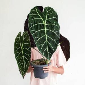 Alocasia Watsonia