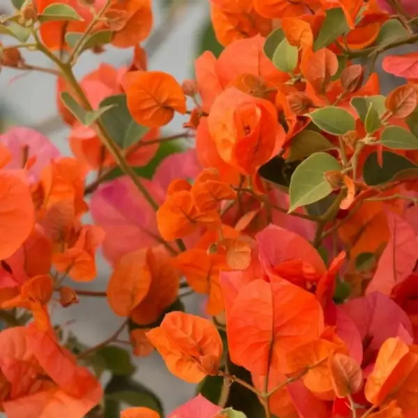 Jakirana Orange Bougainvillea