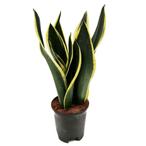 Sansilveria trifasciata Black Gold (mediature)
