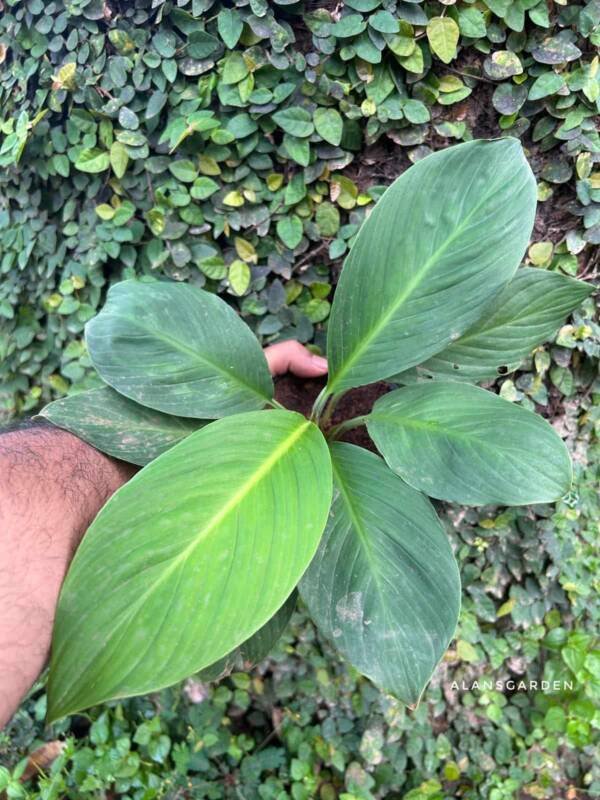 Spathiphyllum Sensation (Giant Peace Lilly) - Image 3