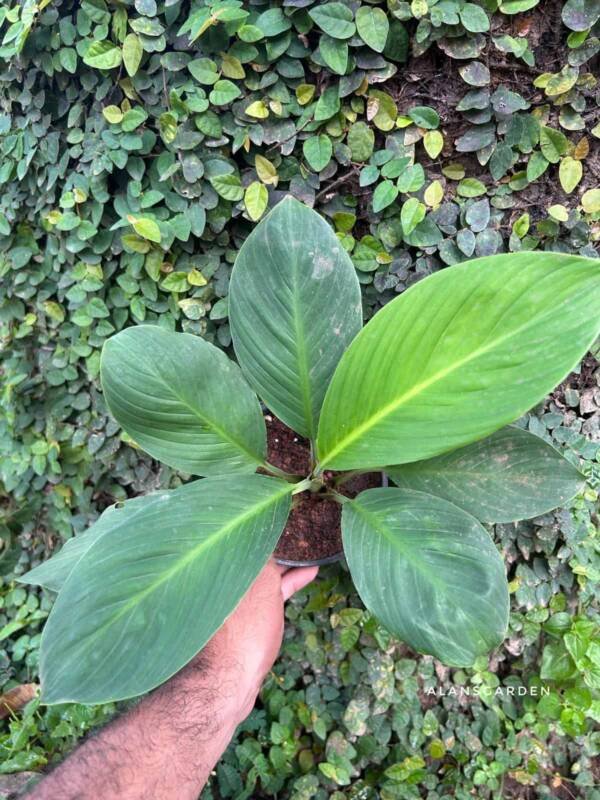 Spathiphyllum Sensation (Giant Peace Lilly) - Image 2