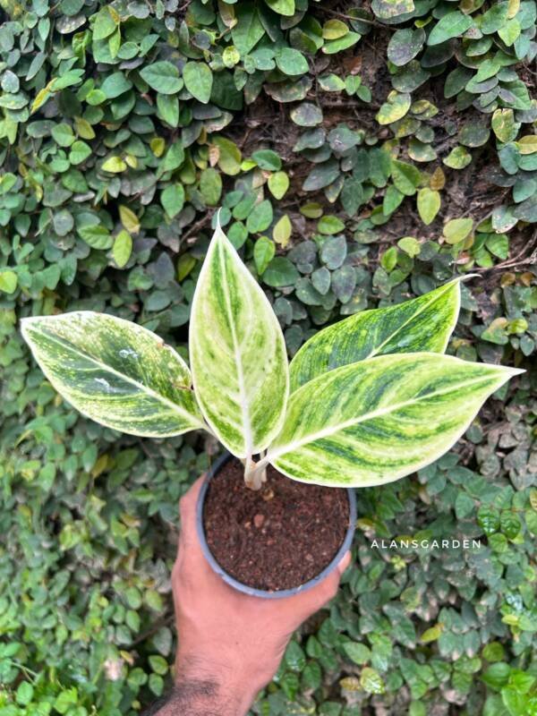 Aglonema White Lipstick