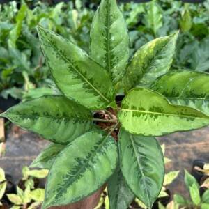 Aglonema Frozen Green