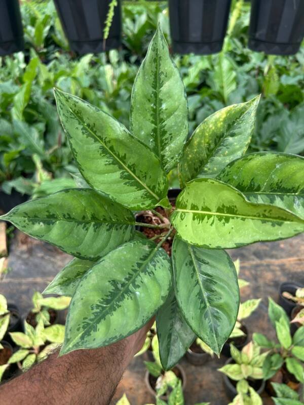 Aglonema Frozen Green