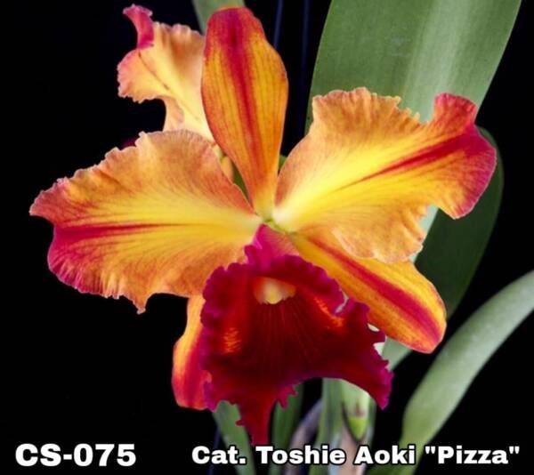 Cattleya Orchid (cs -075)