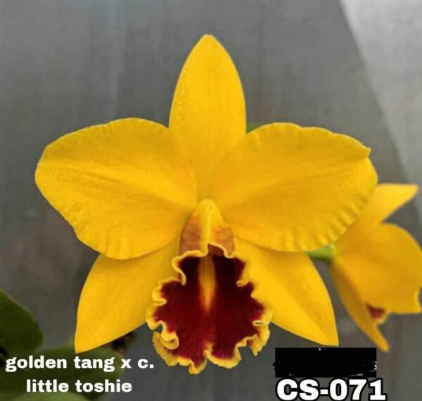 Cattleya orchid ( cs -071)