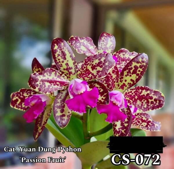 Cattleya Orchid (cs -072)