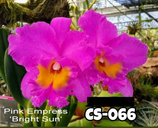 Cattleya Orchid (cs -066)