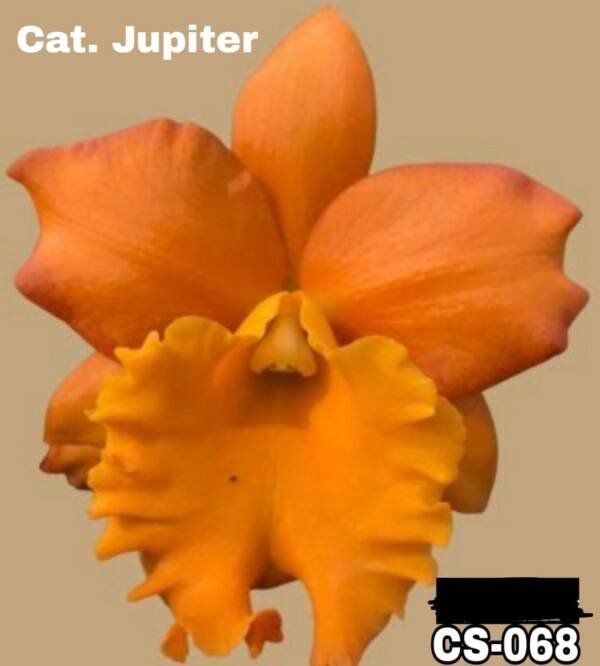 Cattleya Orchid (cs -068)