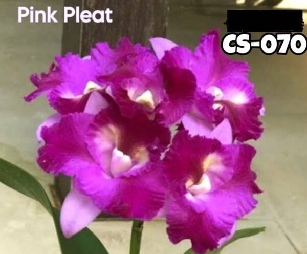 Cattleya Orchid (cs -070)