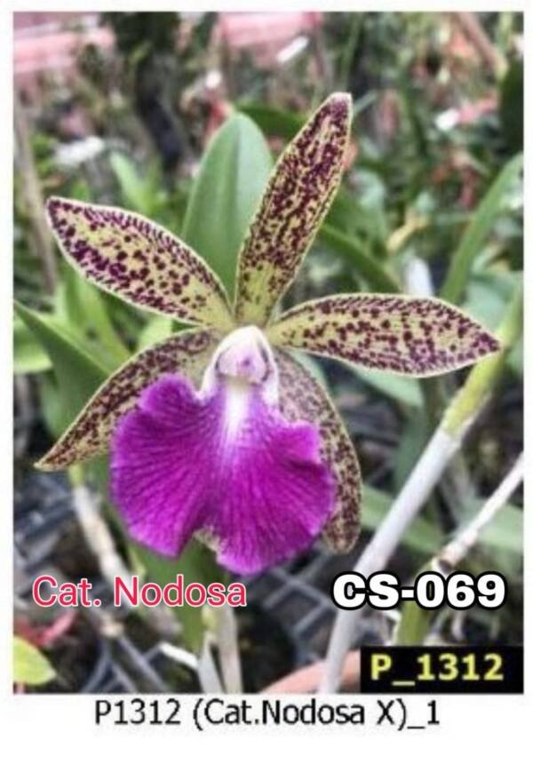 Cattleya Orchid (cs-069)