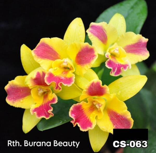 Cattleya Orchid (cs -063)