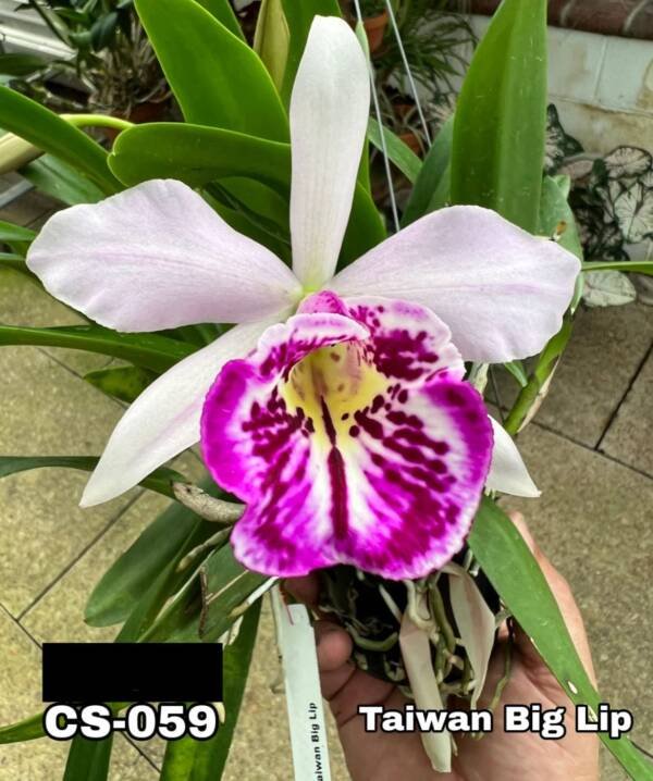 Cattleya Orchid (cs -059)