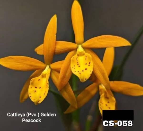Cattleya Orchid (cs - 058)