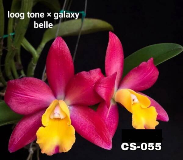 Cattleya Orchid (cs -055)